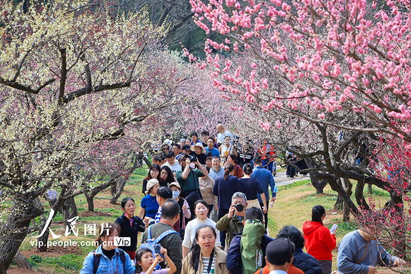 2025年3月2日，游客在南京梅花山赏花。