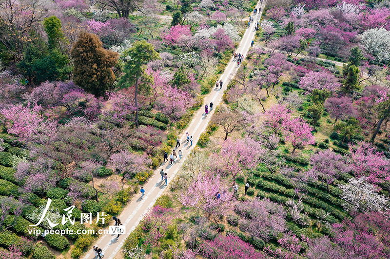 2025年3月2日，游客在南京梅花山赏花。