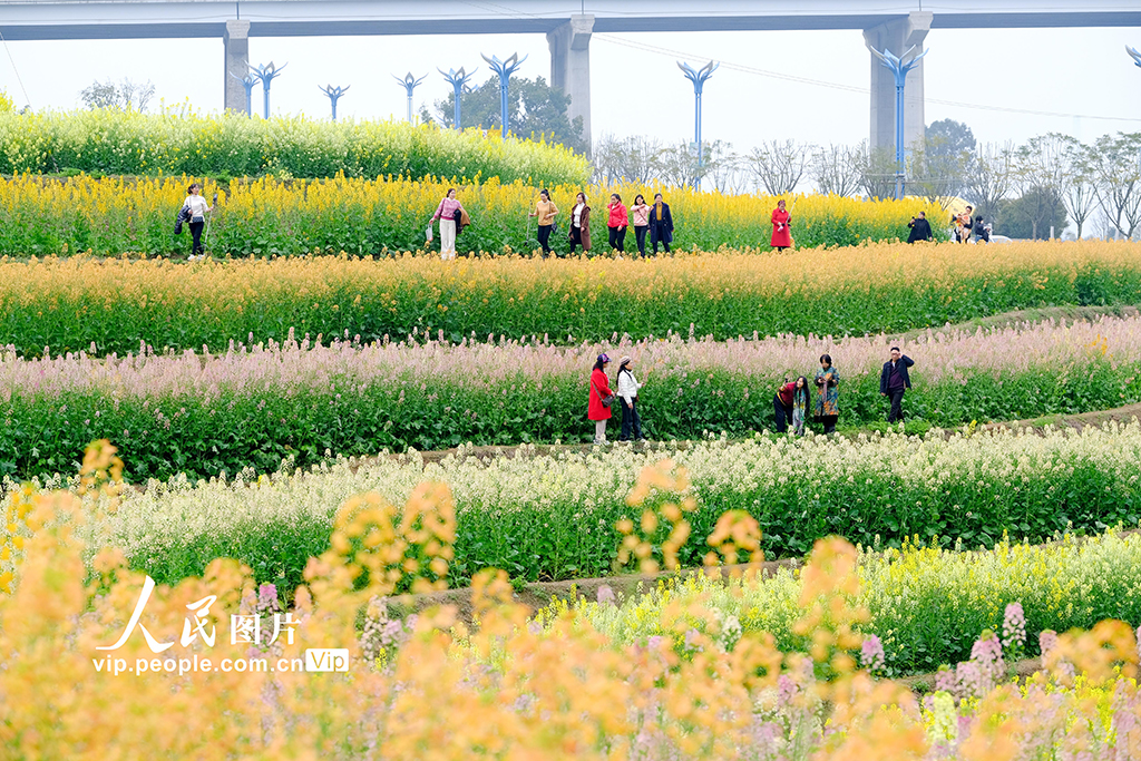 四川宜宾：油菜花开迎客来