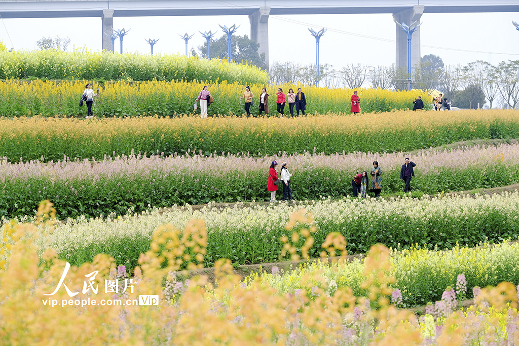 四川宜宾：油菜花开迎客来