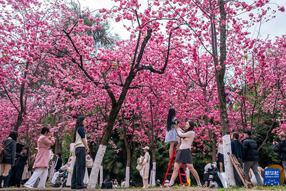 3月14日，人们在昆明圆通山公园的樱花树下留影。