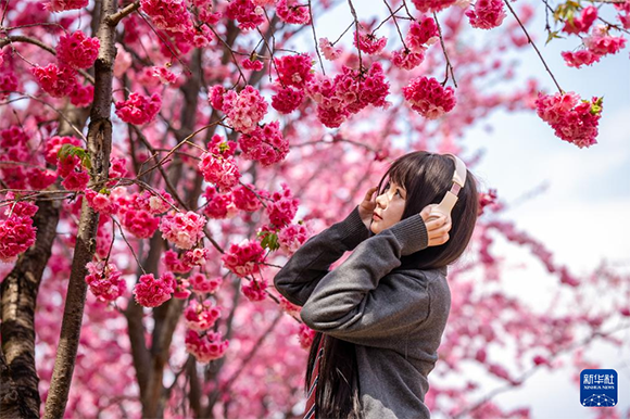  3月14日，一名女子在昆明圆通山公园的樱花树下留影。