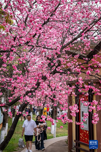  昆明圆通山公园里盛开的樱花（3月14日摄）。