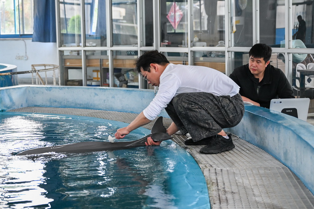 4月22日，在位于湖北省武汉市的中国科学院水生生物研究所长江江豚繁育研究中心，科研人员唐斌（右）和训练员给长江江豚做B超。