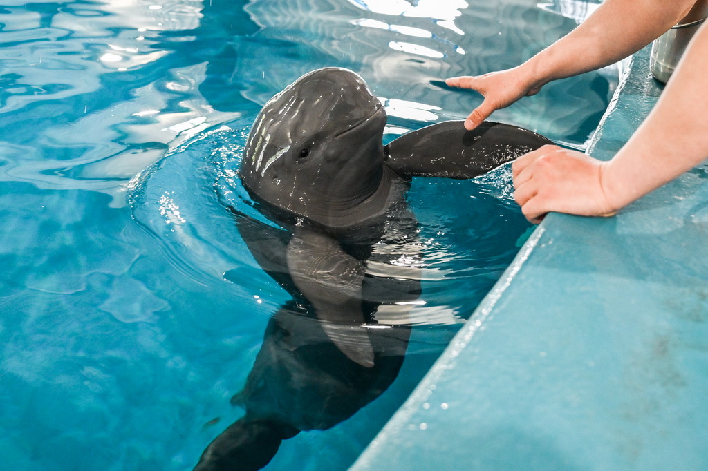 4月17日，在位于湖北省武汉市的中国科学院水生生物研究所长江江豚繁育研究中心，训练员给长江江豚喂食。