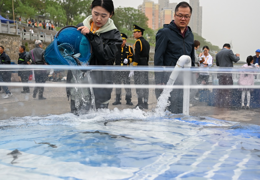 4月12日，在湖北省宜昌市胭脂园长江珍稀鱼类放流点，来自青岛农业大学渔业发展专业的何睿（左）将中华鲟投入放流装置。