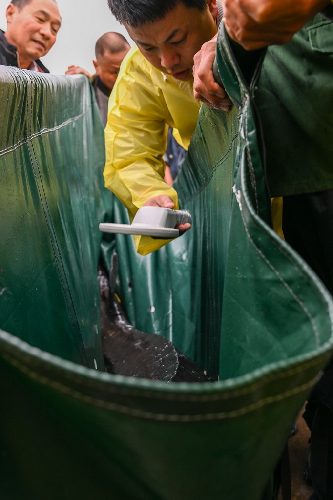 4月12日,在湖北省宜昌市胭脂园长江珍稀鱼类放流点,科研人员胡亚成(中)对即将放归长江的中华鲟做标记检测。
