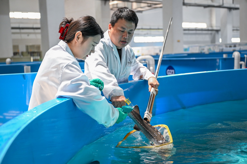4月10日，在湖北省宜昌市三峡集团长江生物多样性研究中心，科研人员胡亚成（右）给中华鲟打标。