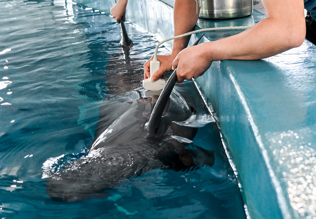 4月17日,在位于湖北省武汉市的中国科学院水生生物研究所长江江豚繁育研究中心,训练员给长江江豚做B超。