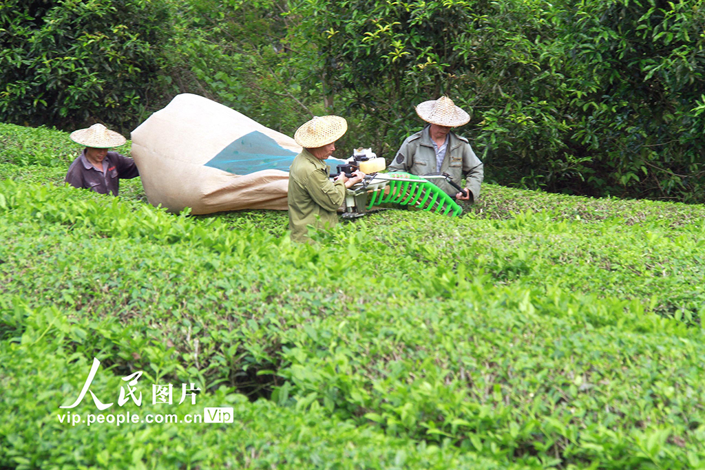 福建顺昌：采摘岩茶【3】