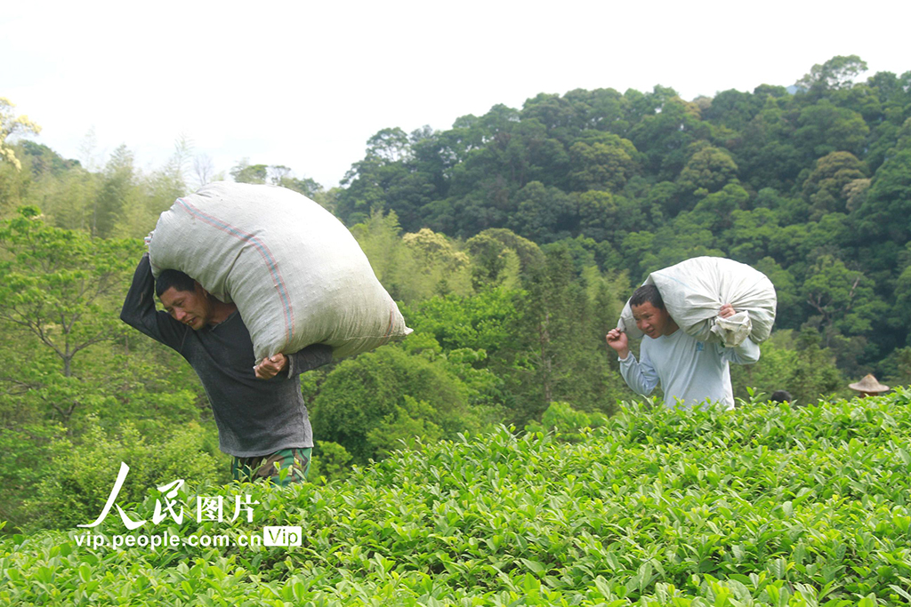 福建顺昌：采摘岩茶【4】