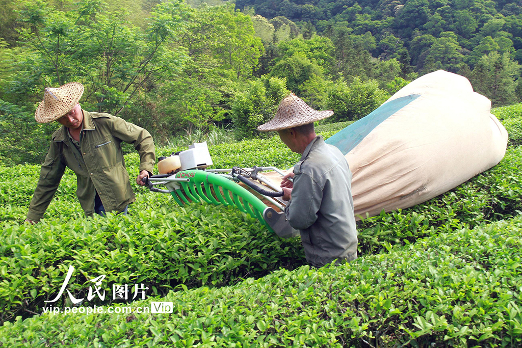 福建顺昌：采摘岩茶