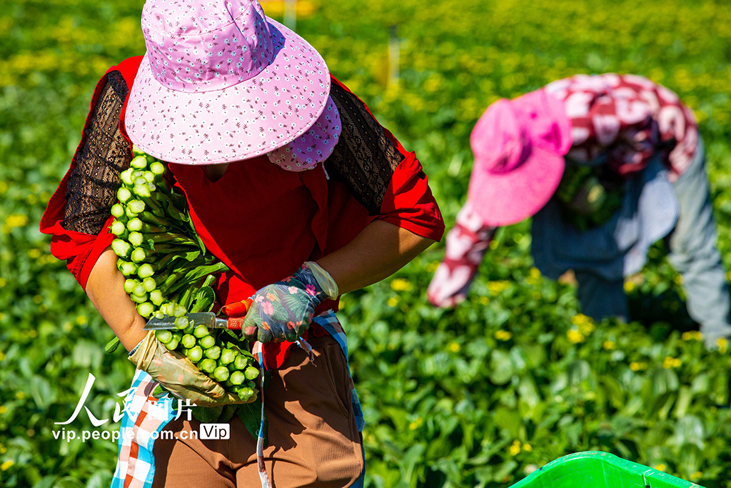 甘肃张掖：菜心喜丰收