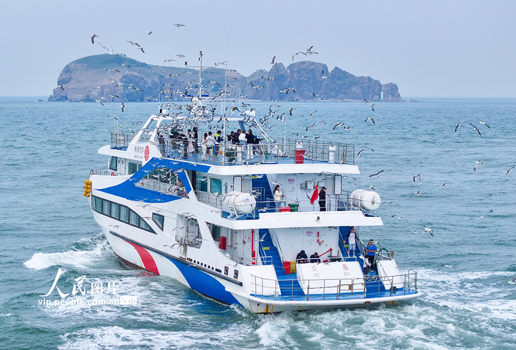 山东荣成：游船逐浪 鸥鸟相伴【3】
