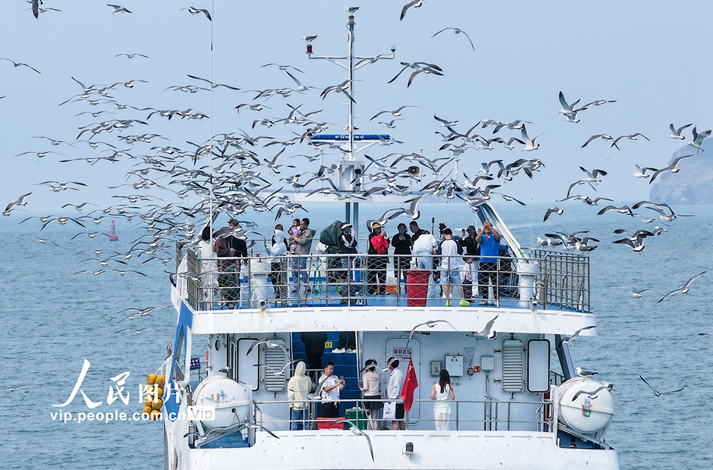 山东荣成：游船逐浪 鸥鸟相伴【4】