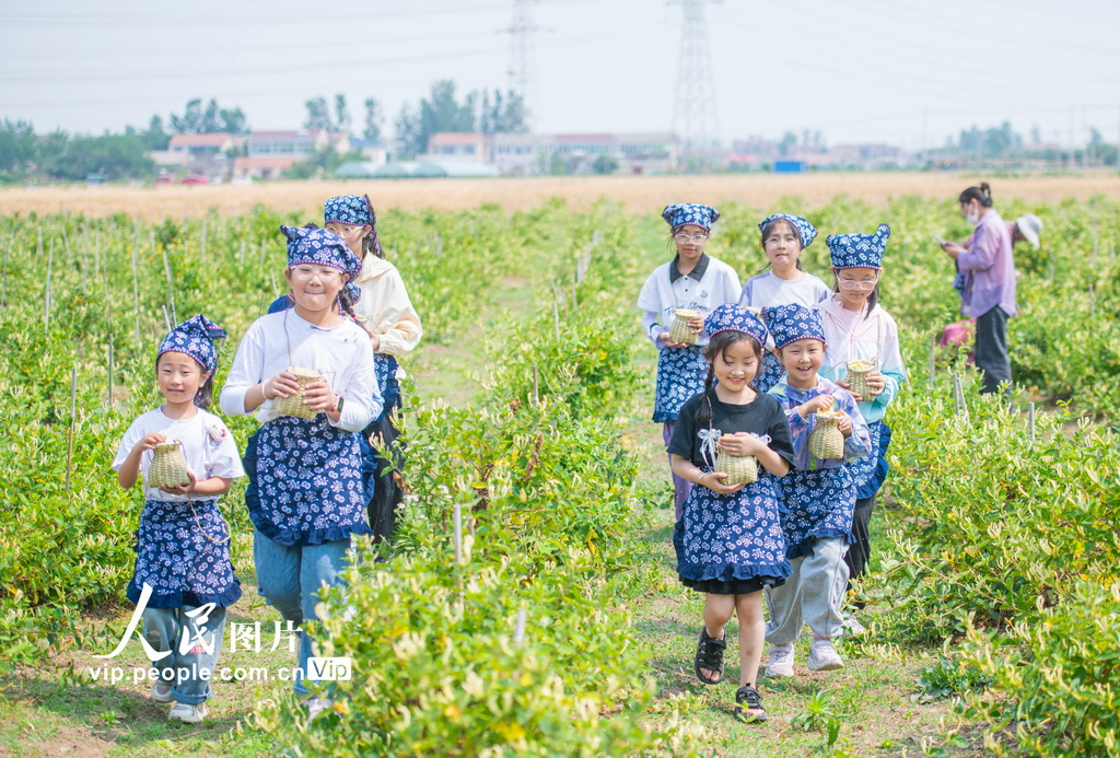 江苏宿迁：体验采摘金银花【2】