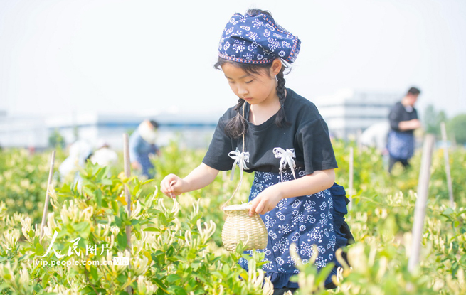 江苏宿迁：体验采摘金银花