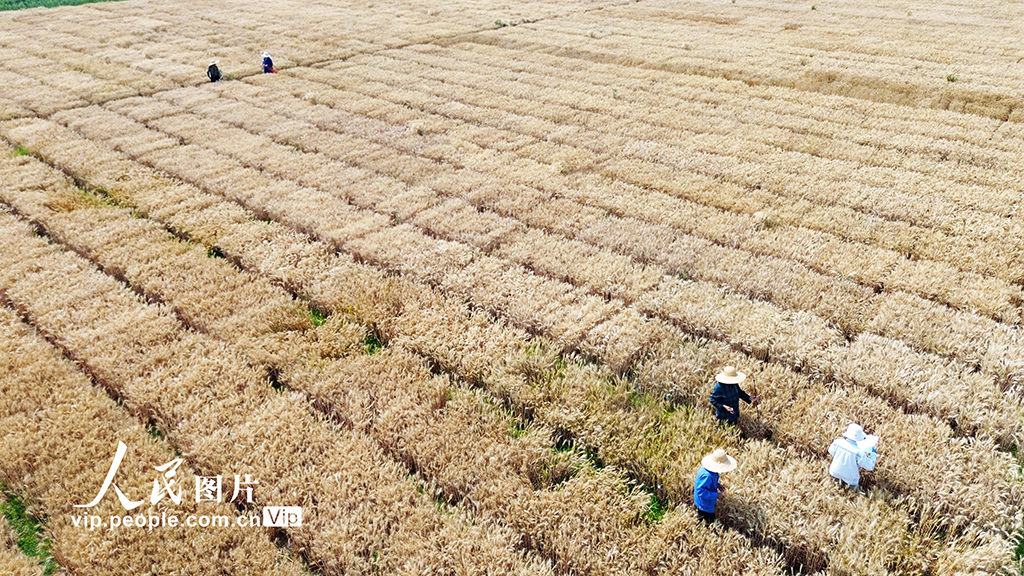 河南许昌：麦田里“选秀”【5】