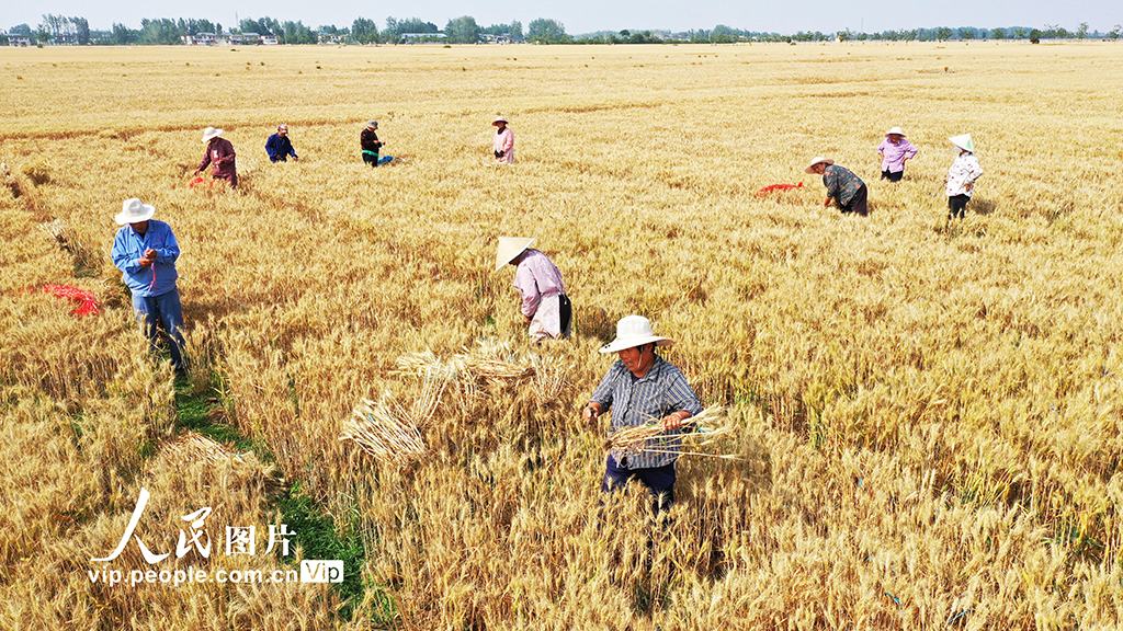 河南许昌：麦田里“选秀”【9】