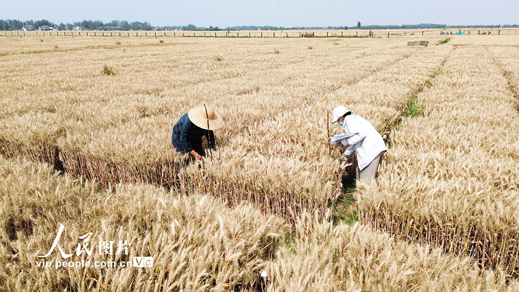 河南许昌：麦田里“选秀”【10】