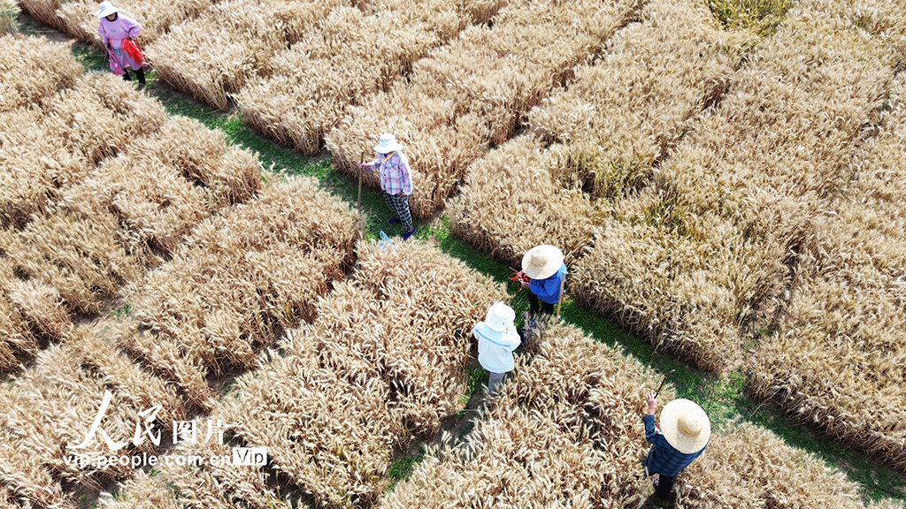 河南许昌：麦田里“选秀”【11】