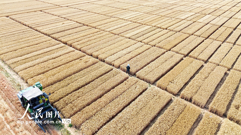 河南许昌：麦田里“选秀”【14】