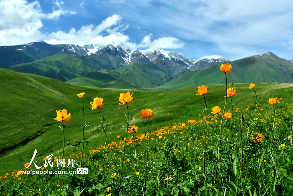 新疆伊宁：托乎拉苏大草原景色美【2】