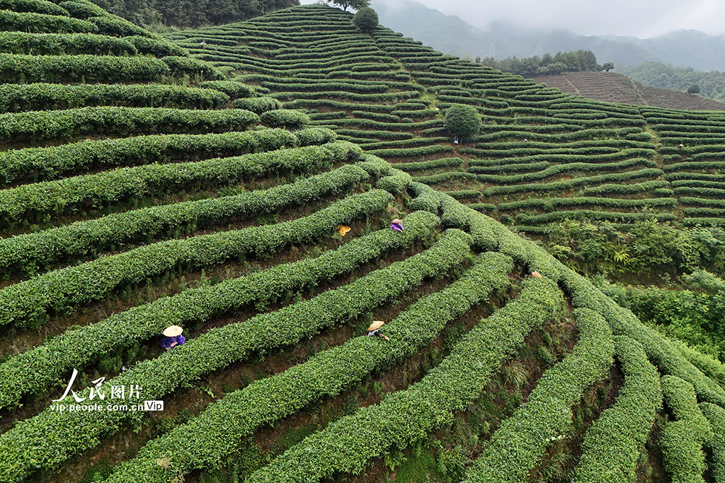 湖南通道：夏日采茶忙【4】