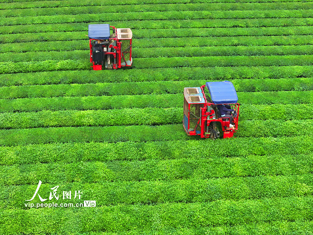 江西泰和：机器采茶效率高