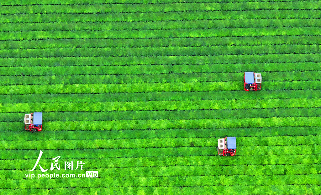 江西泰和：机器采茶效率高【6】