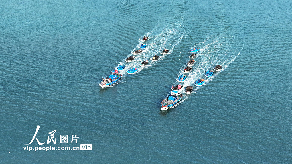 山东荣成：海带收获逾七成【6】