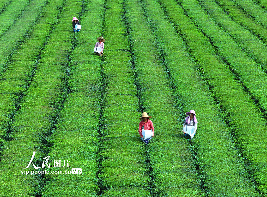 江西泰和：茶园施肥管护【2】