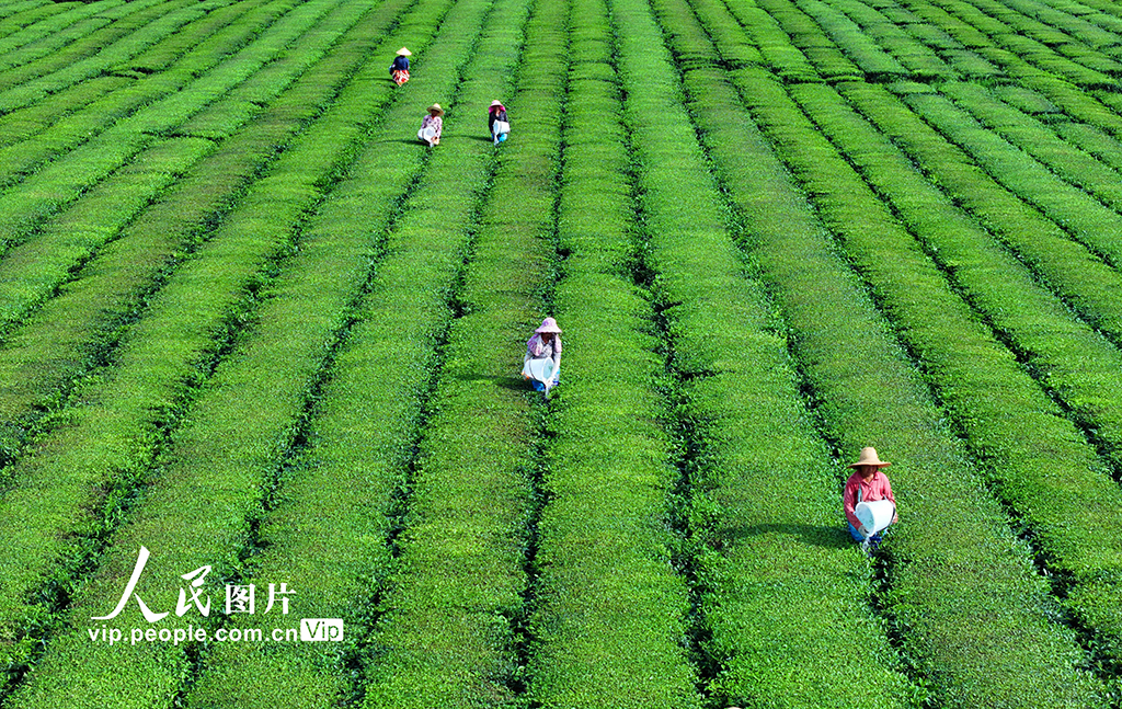 江西泰和：茶园施肥管护【3】