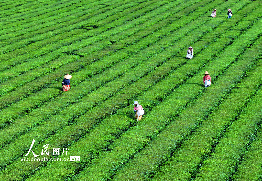 江西泰和：茶园施肥管护【4】