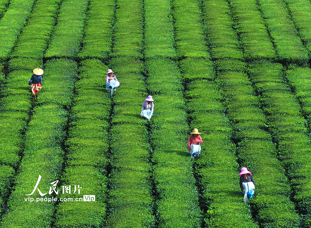 江西泰和：茶园施肥管护【6】