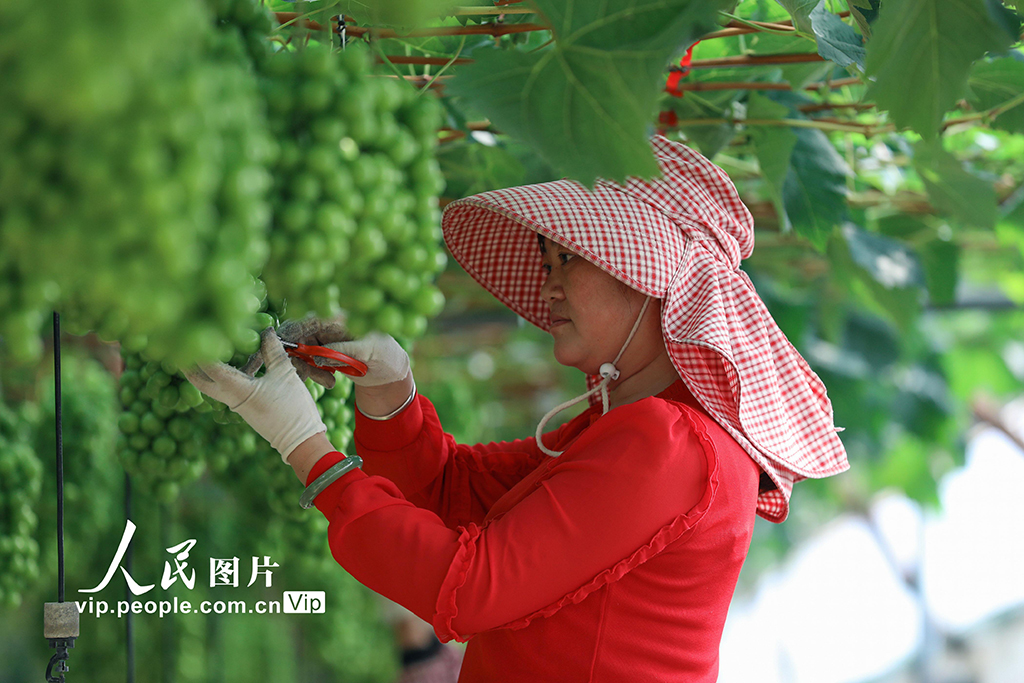 云南陆良：葡萄园里劳作忙