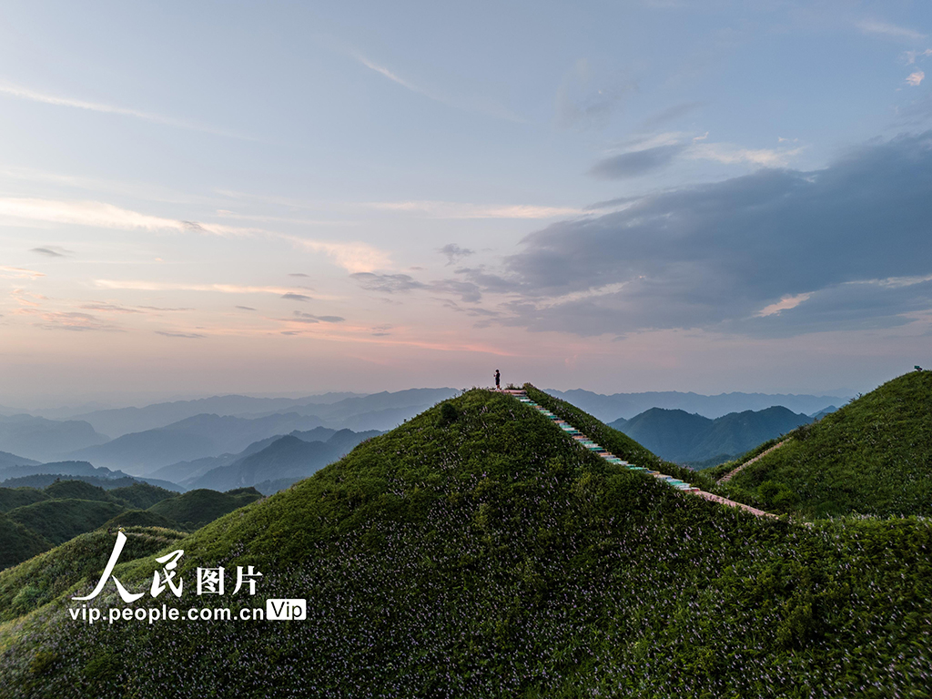 贵州金沙：紫色花海醉游人【4】