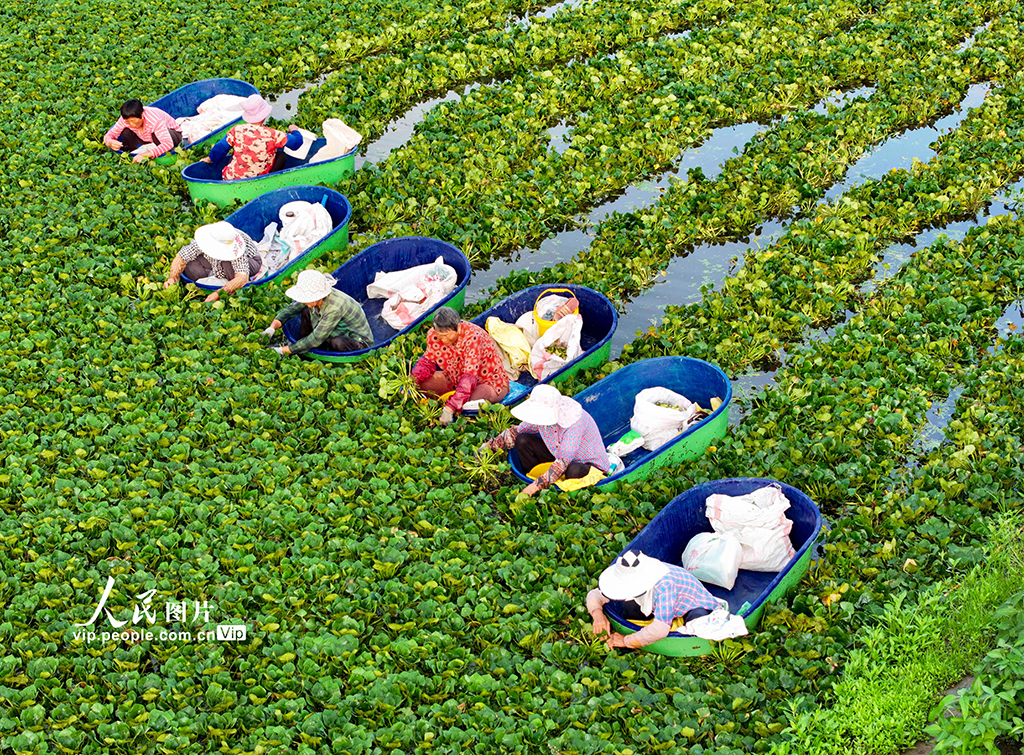江苏泰州：采摘菱角