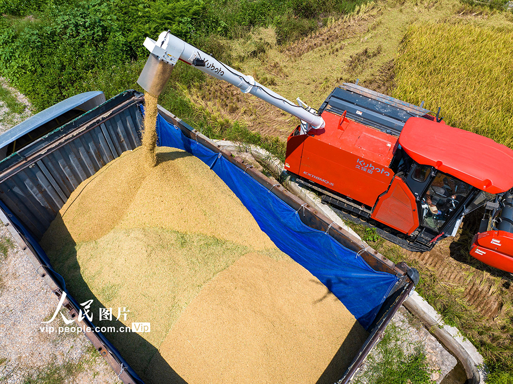 广西贺州：抢收早稻【5】