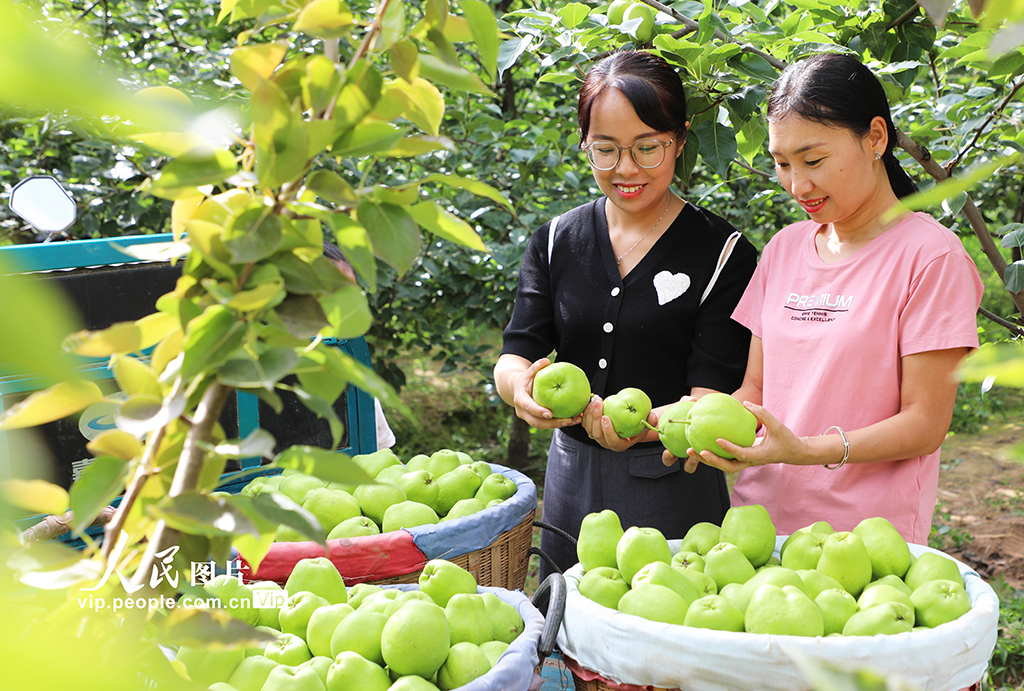 甘肃民乐：早酥梨喜获丰收【5】