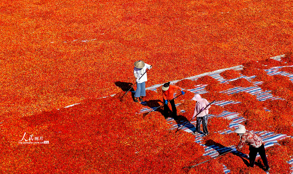 安徽亳州：晾晒辣椒【4】