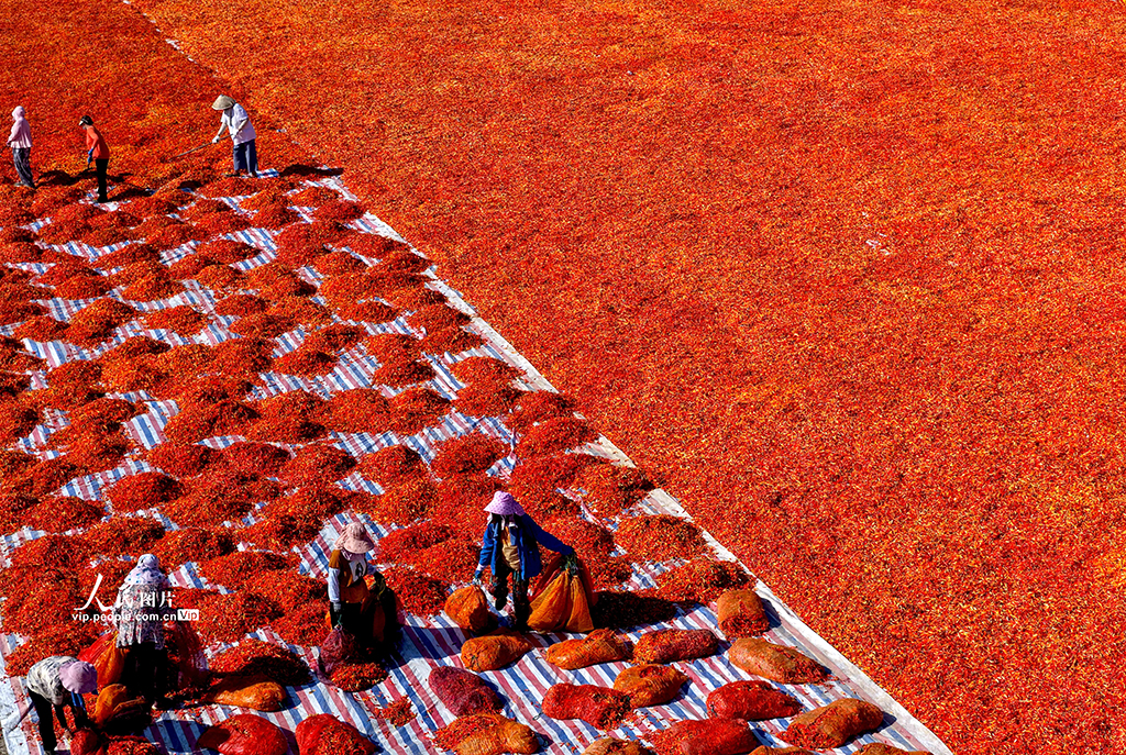 安徽亳州：晾晒辣椒【7】