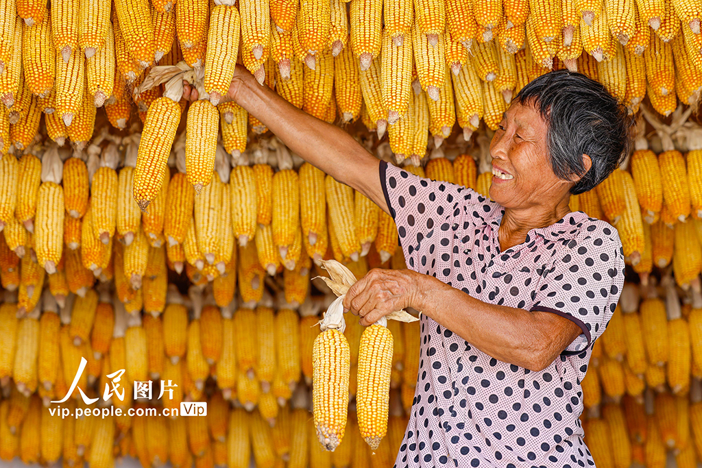安徽黄山：古村晒秋忙 五彩映丰收【4】