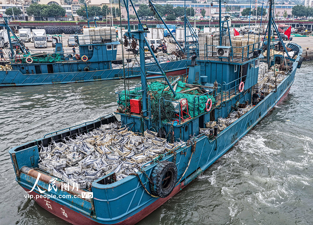 山东荣成：满载渔获归来【3】