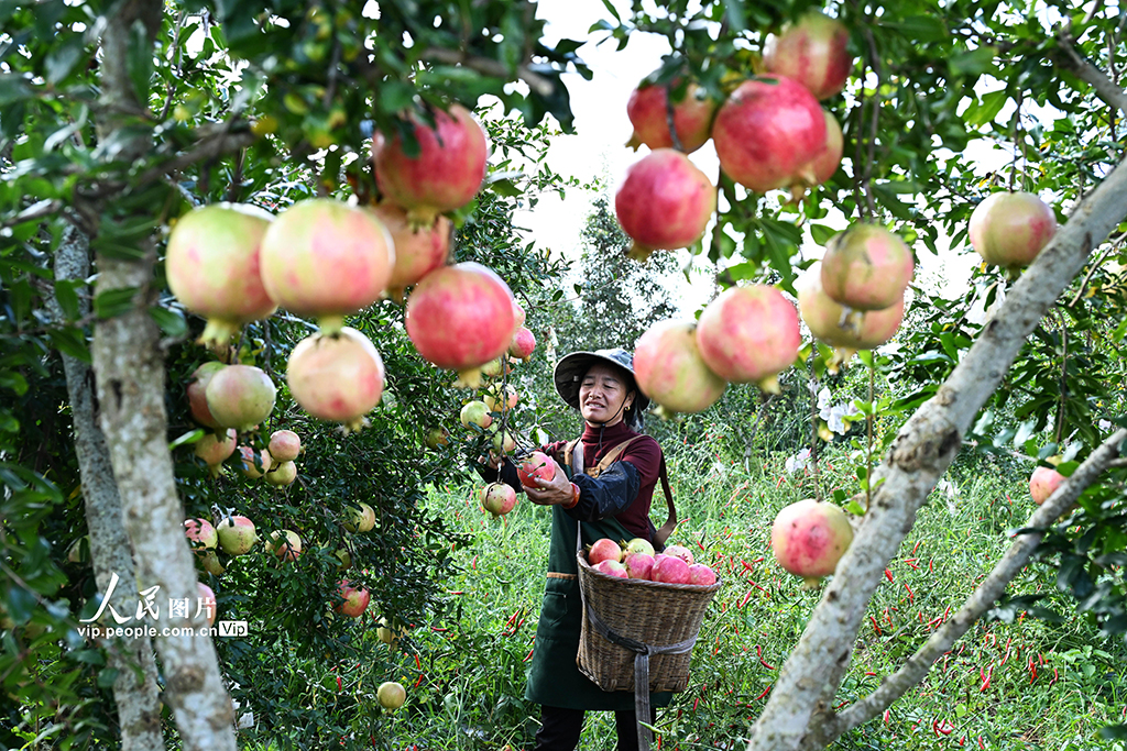 云南砚山：采摘石榴