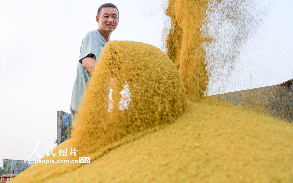 河南洛阳：谷子开镰收割【4】