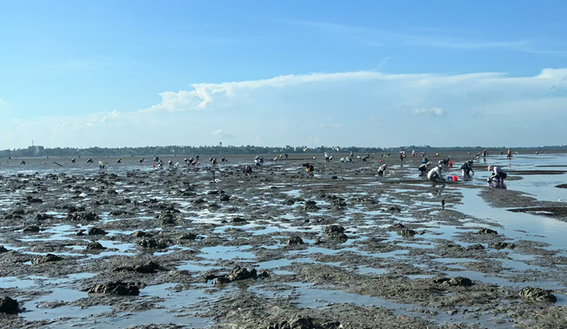 “犁地式”赶海现场。刘艺摄