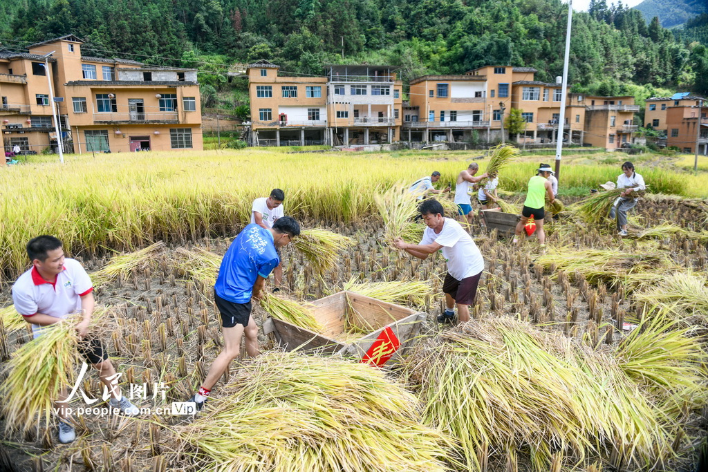 9月20日,贵州省黔西南布依族苗族自治州册亨县者楼街道高峰村,当地群众在参加稻谷脱粒比赛。