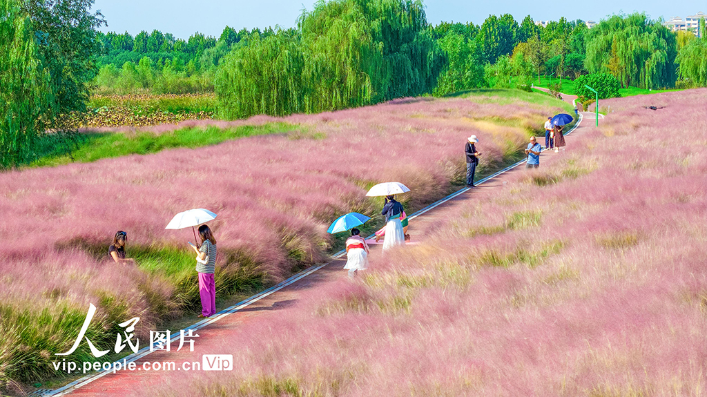 安徽池州：粉黛乱子草迎客来【2】