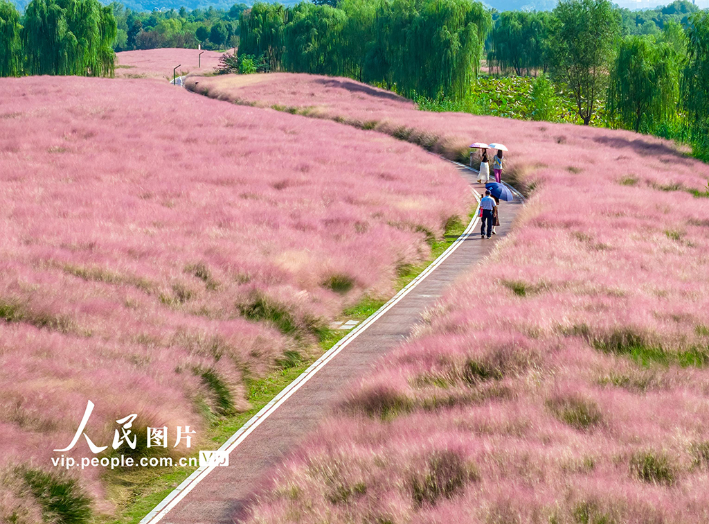 安徽池州：粉黛乱子草迎客来